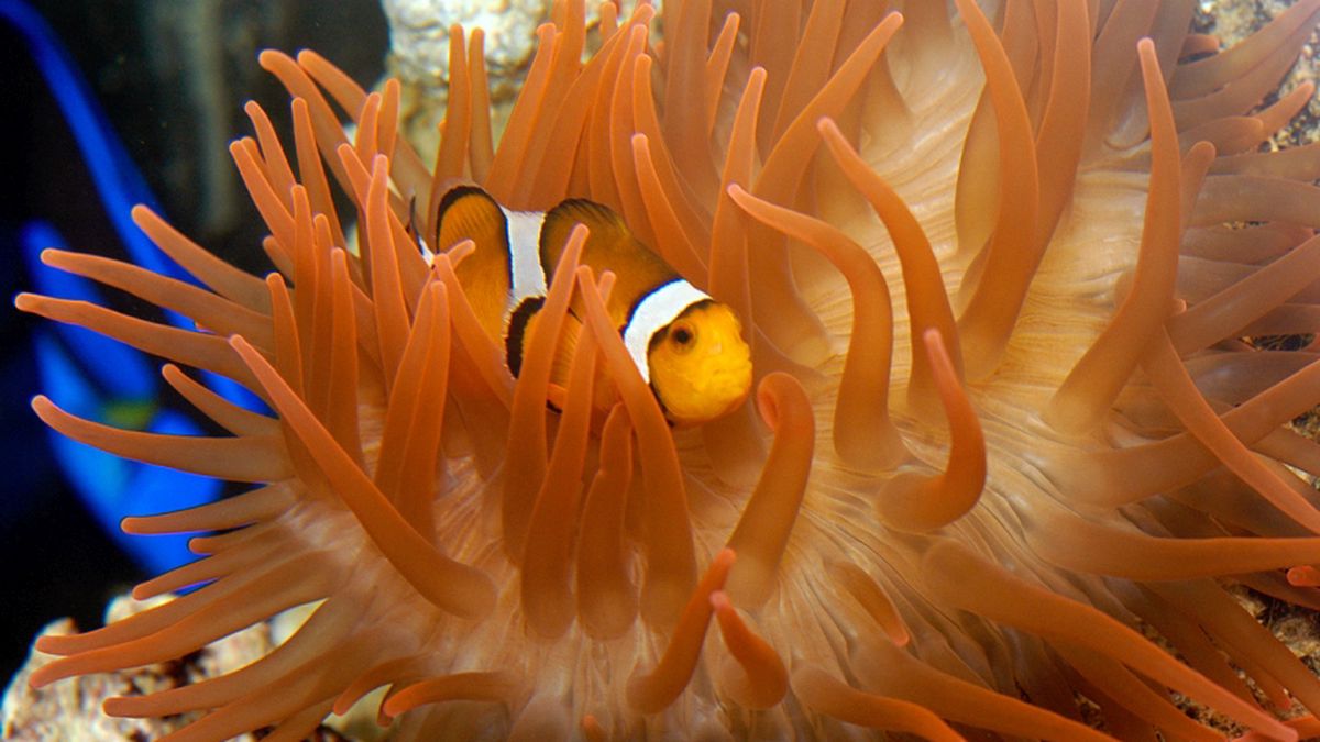   - Acquario di Genova a Genova